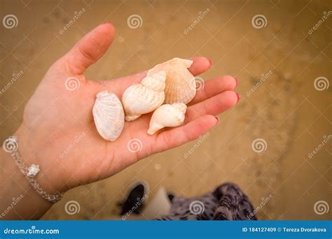 conchas de mujeres|Conchas De Mujeres Imágenes y Fotos .